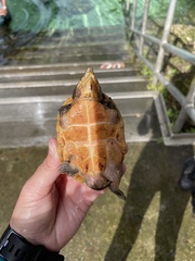 Sternotherus intermedius