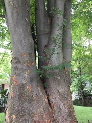 Zelkova sinica