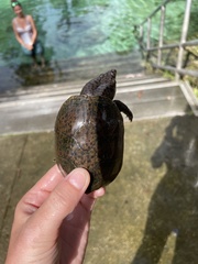 Sternotherus intermedius