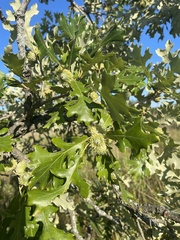 Quercus macrocarpa