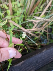 Persicaria lapathifolia