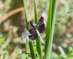 Libellula luctuosa