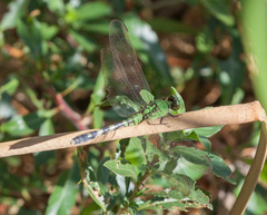 Erythemis simplicicollis