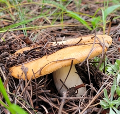 Russula ochroleuca