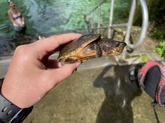 Sternotherus intermedius