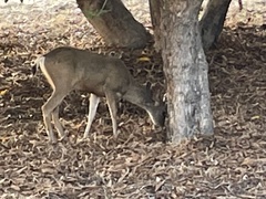 Odocoileus hemionus californicus
