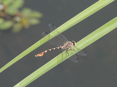 Phyllogomphoides stigmatus