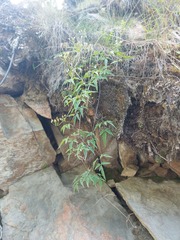 Clematis alpina sibirica