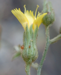 Pilosella arguta