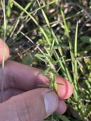 Symphyotrichum ericoides