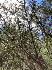 Leptospermum scoparium
