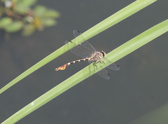 Phyllogomphoides stigmatus