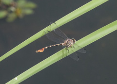 Phyllogomphoides stigmatus