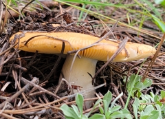 Russula ochroleuca