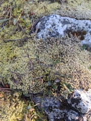 Racomitrium