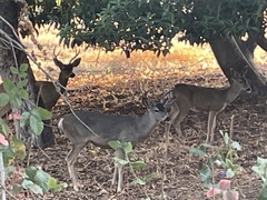 Odocoileus hemionus californicus