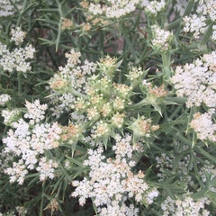 Echinophora spinosa