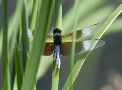 Libellula luctuosa