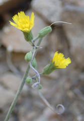 Pilosella arguta