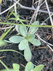 Pilosella piloselloides