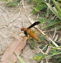 Polistes carolina