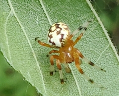 Araneus marmoreus