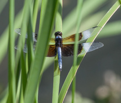 Libellula luctuosa