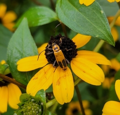 Chauliognathus pensylvanicus