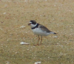 Charadrius semipalmatus