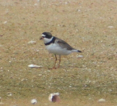 Charadrius semipalmatus