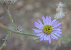 Erigeron breweri