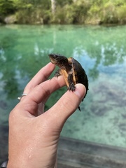 Sternotherus intermedius