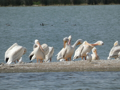 Pelecanus erythrorhynchos