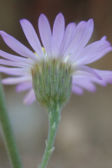 Erigeron breweri