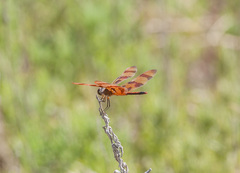 Celithemis eponina