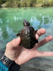 Sternotherus intermedius