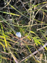 Argiope trifasciata