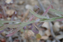 Erigeron breweri