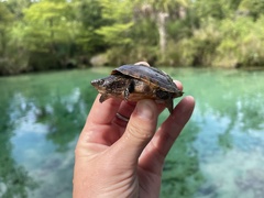 Sternotherus intermedius