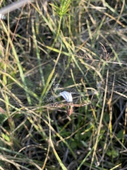 Argiope trifasciata