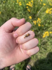 Chauliognathus pensylvanicus