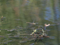 Phyllogomphoides stigmatus