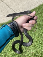 Coluber constrictor