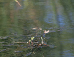 Phyllogomphoides stigmatus