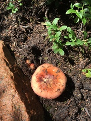Russula paludosa