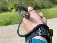 Coluber constrictor