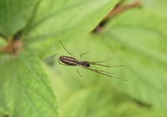 Tetragnathidae
