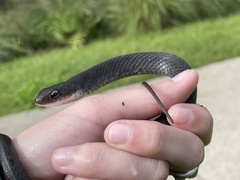 Coluber constrictor
