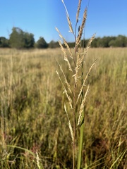 Sporobolus michauxianus