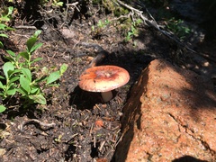 Russula paludosa